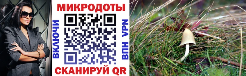 Псилоцибиновые грибы мицелий где можно купить Бобров